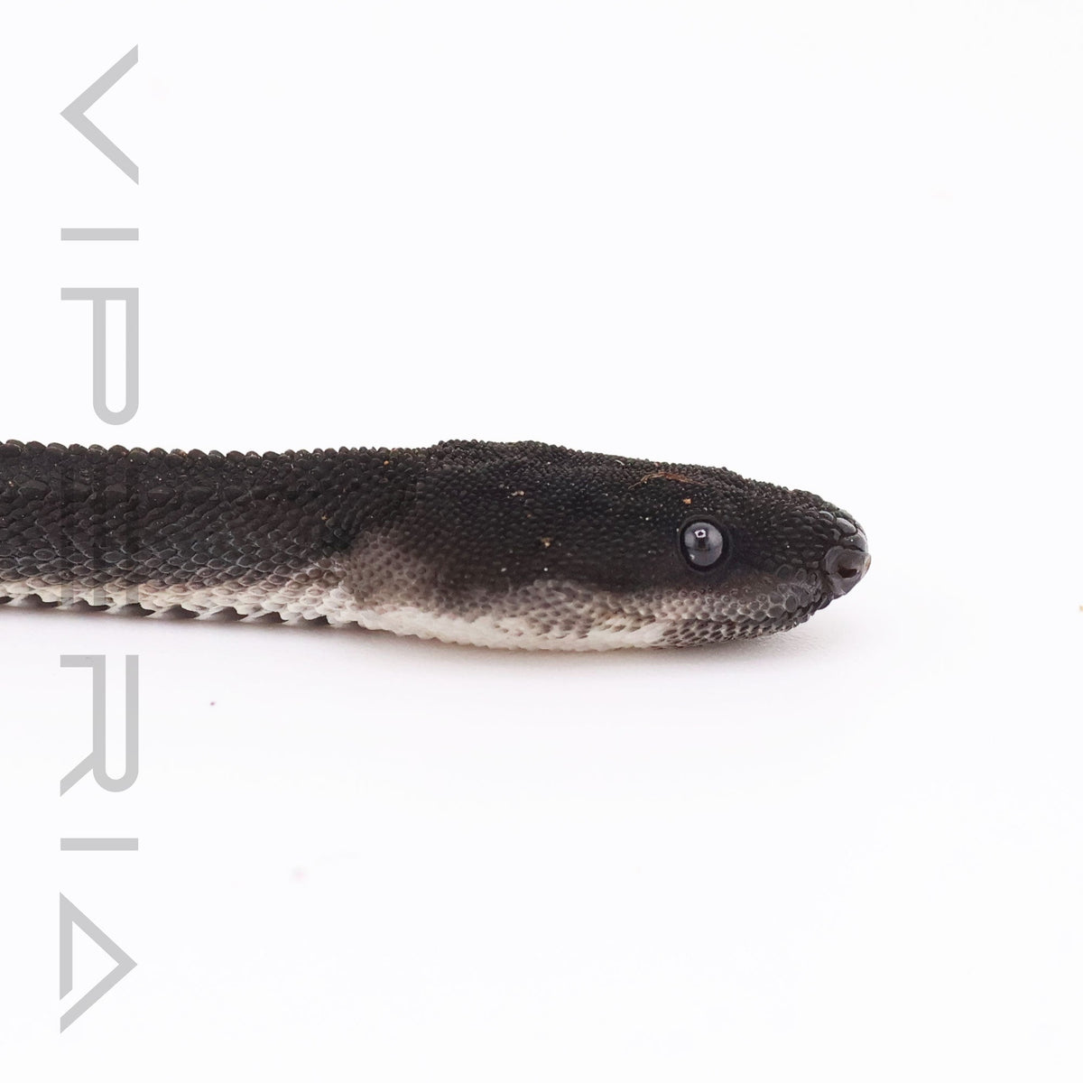 Dragon Snake