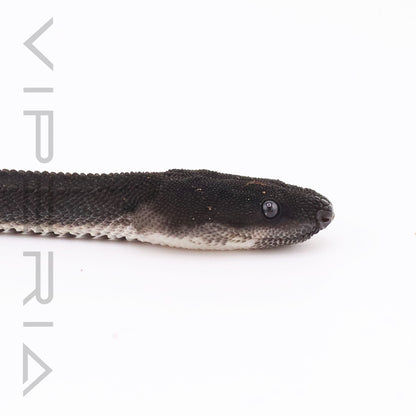 Dragon Snake