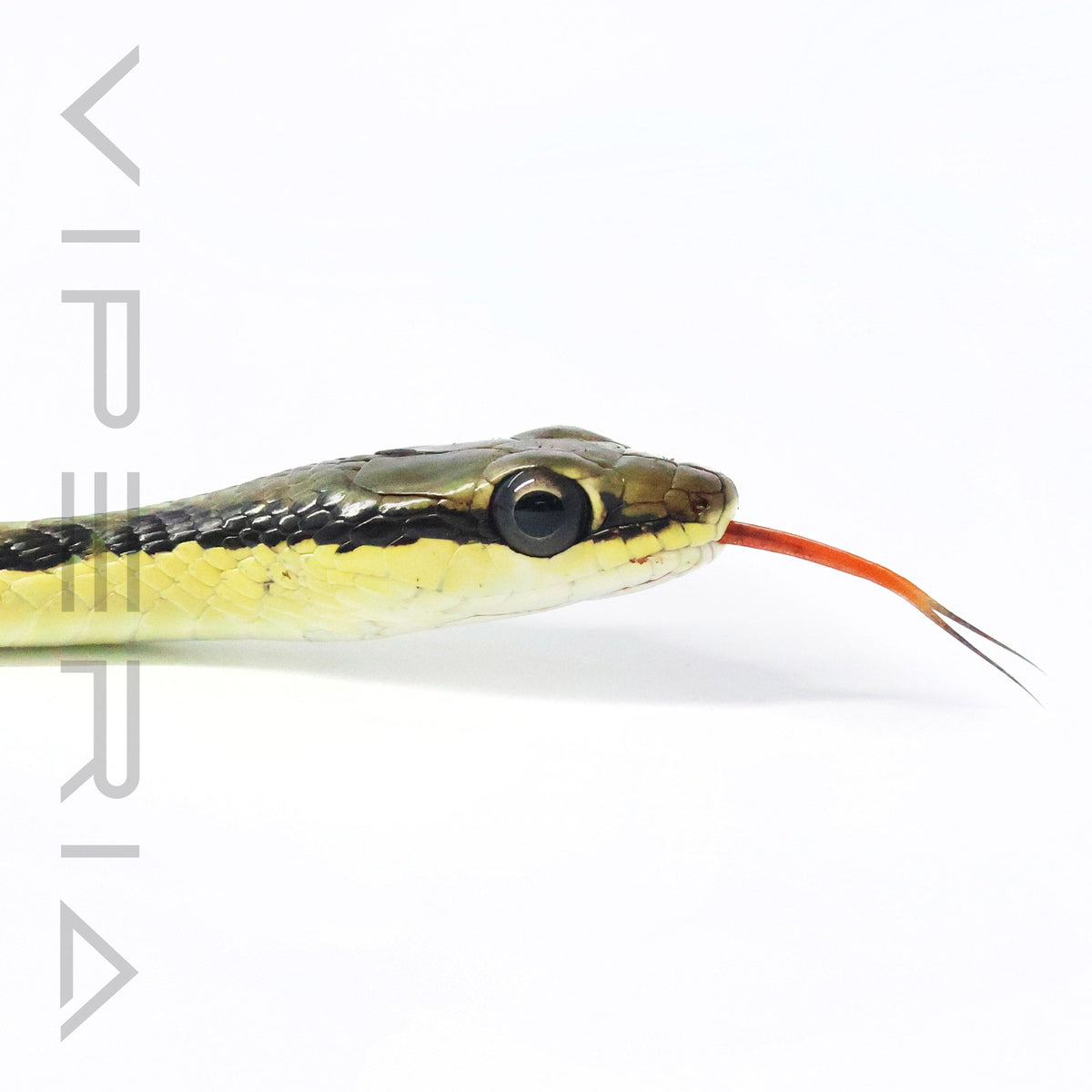 Common Bronzeback