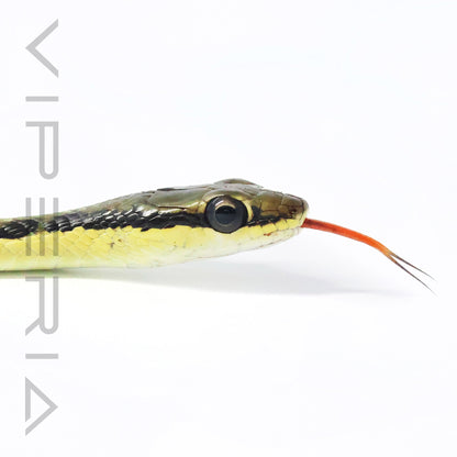 Common Bronzeback