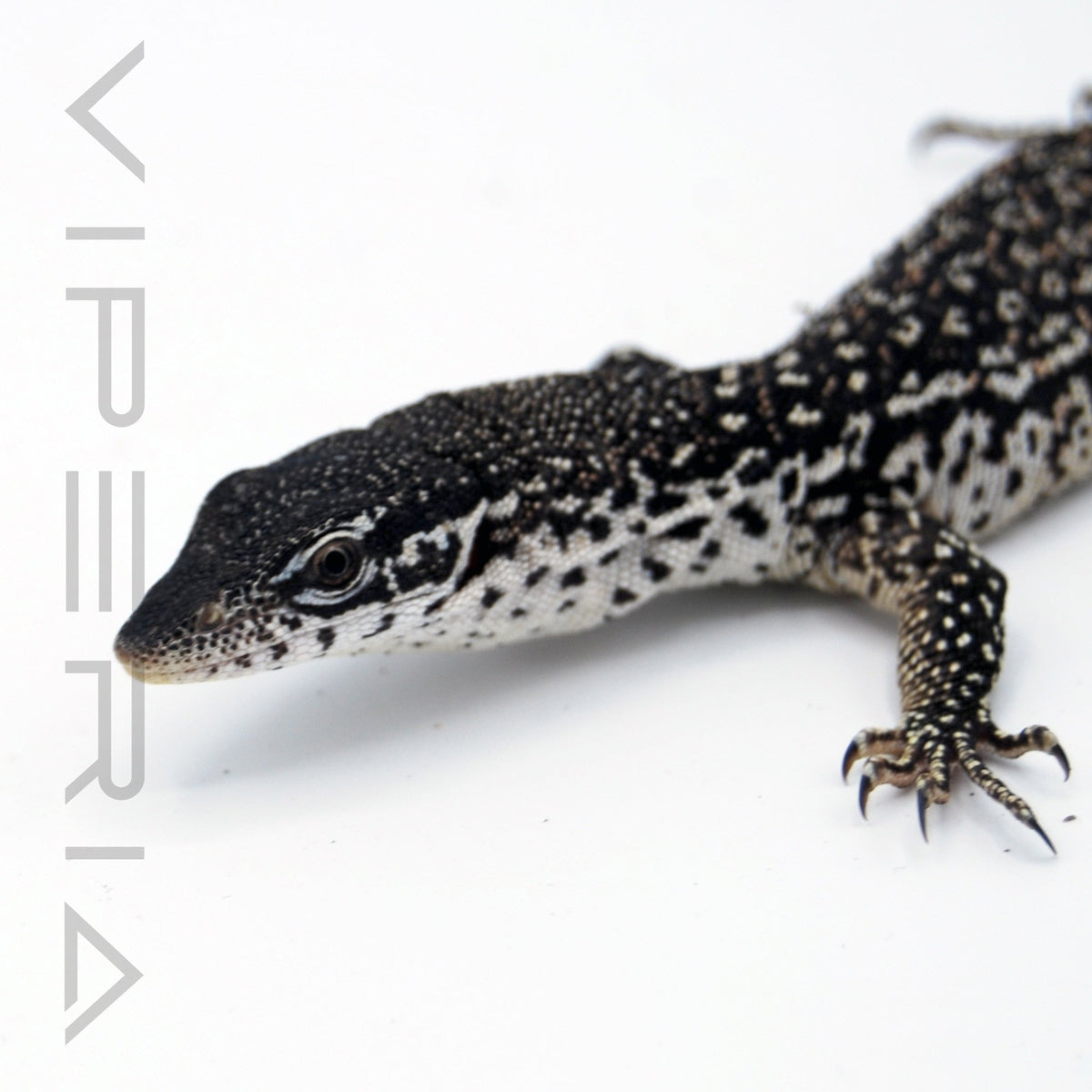 Spotted Tree Monitor