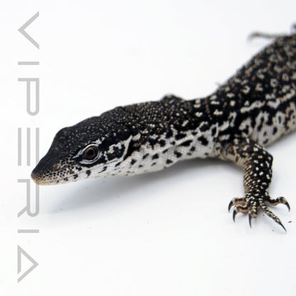 Spotted Tree Monitor