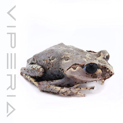 Hasselt's Toad