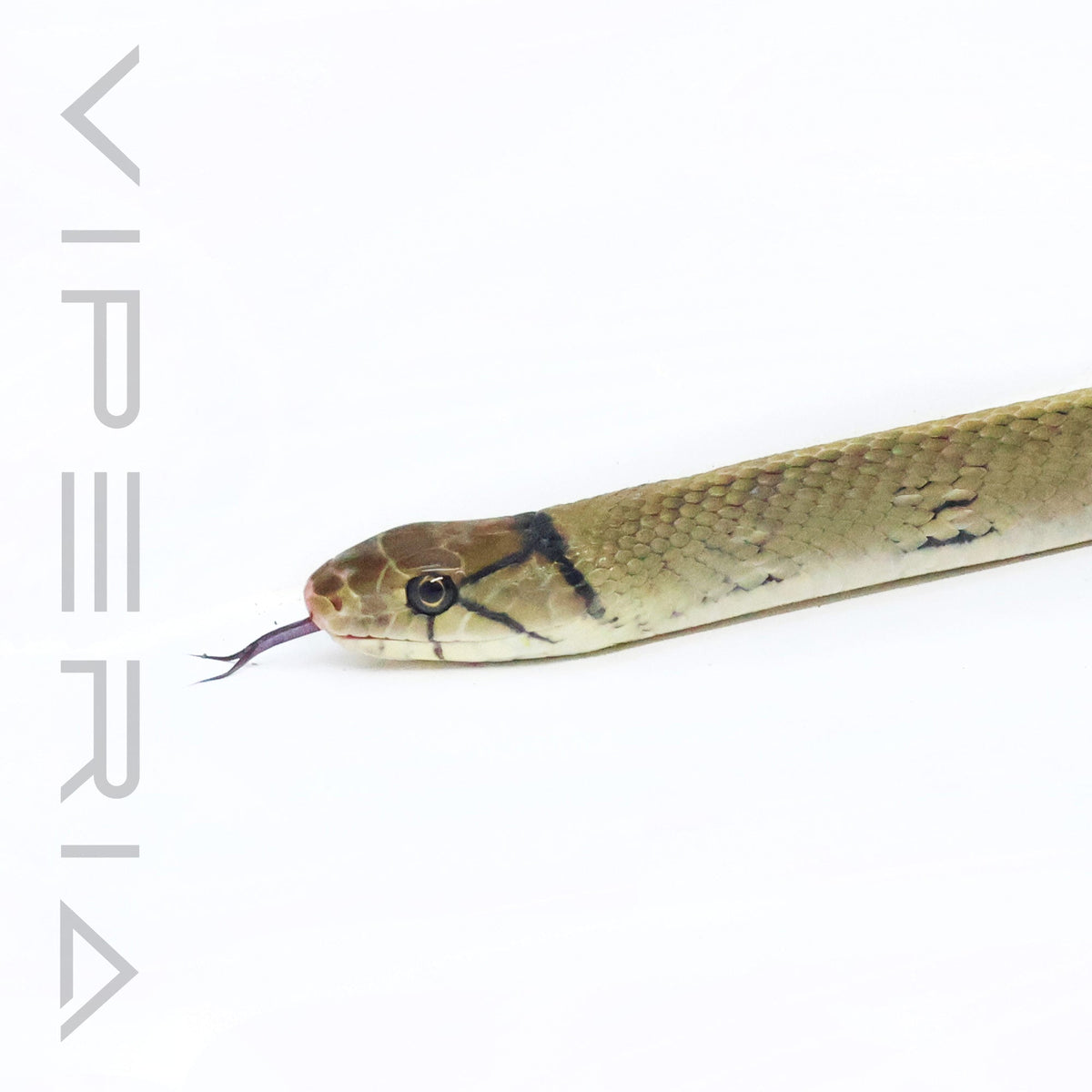 Radiated Rat Snake