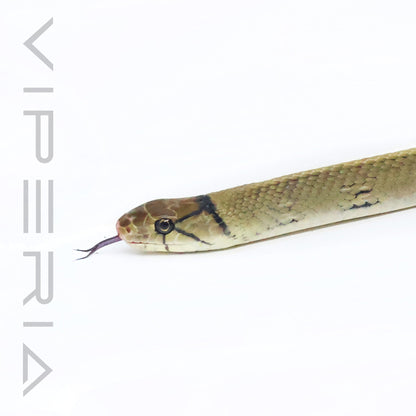 Radiated Rat Snake