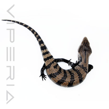 Blue Tongue Skink