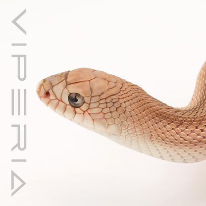 Southern Pine Snake