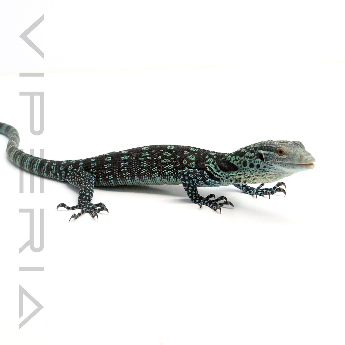 Blue Tree Monitor