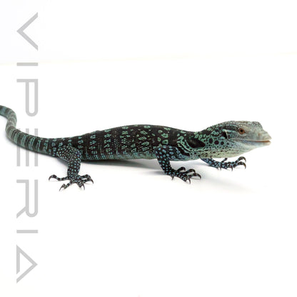 Blue Tree Monitor