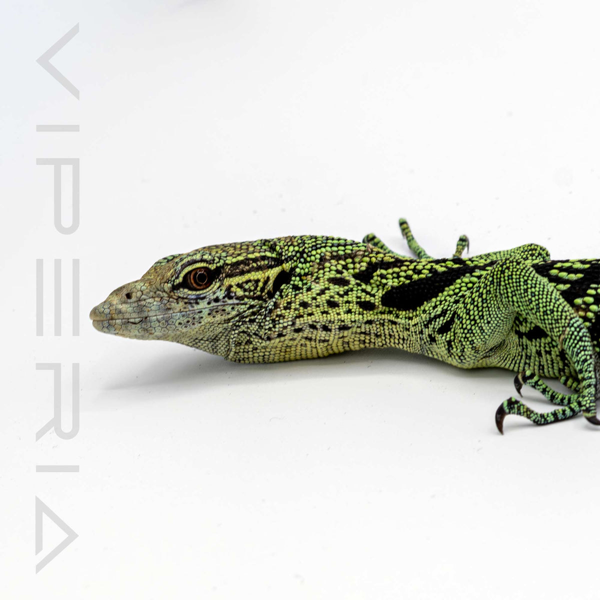 Yellow Tree Monitor