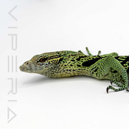 Yellow Tree Monitor