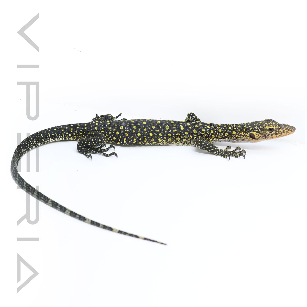 Colei Monitor