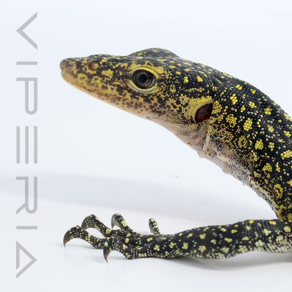 Colei Monitor