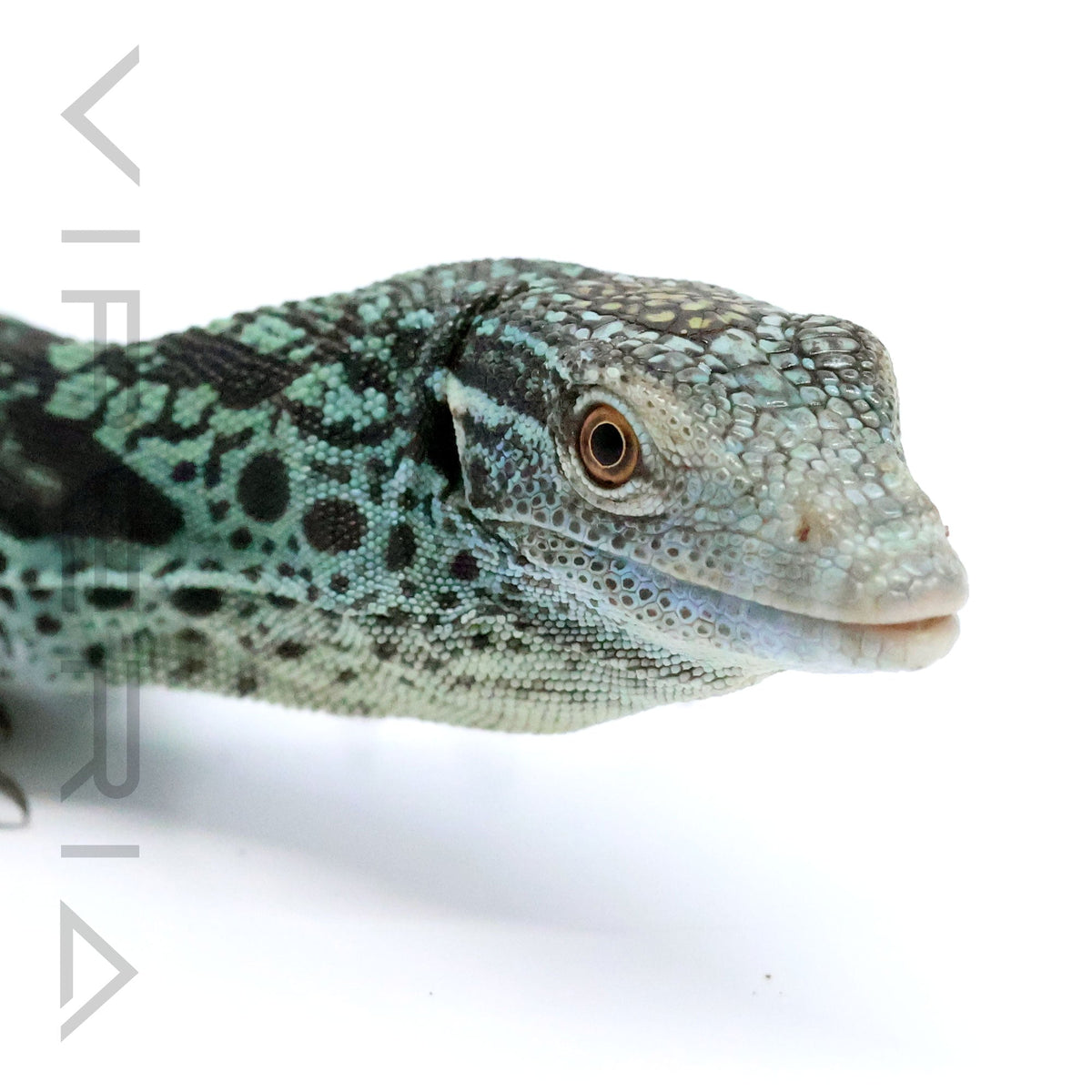 Blue Tree Monitor
