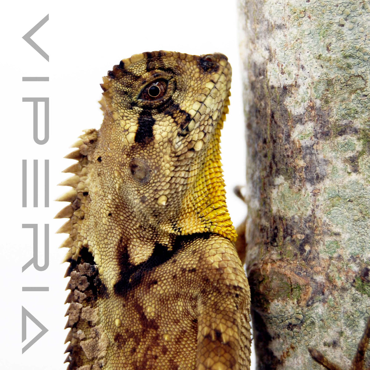Chameleon Forest Dragon