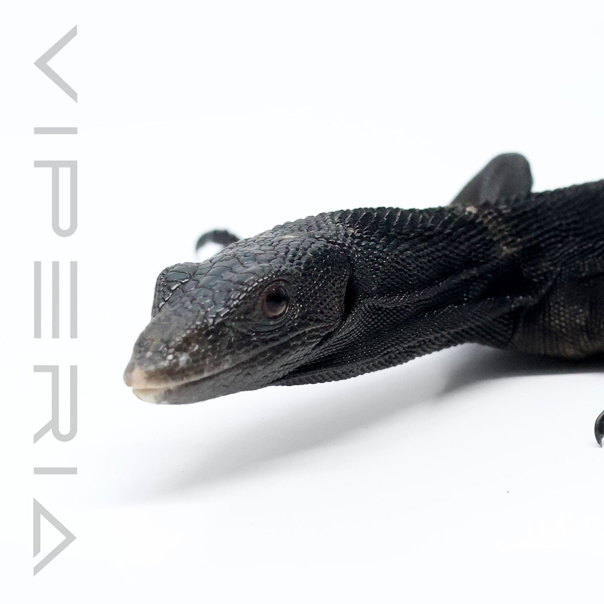 Black Tree Monitor