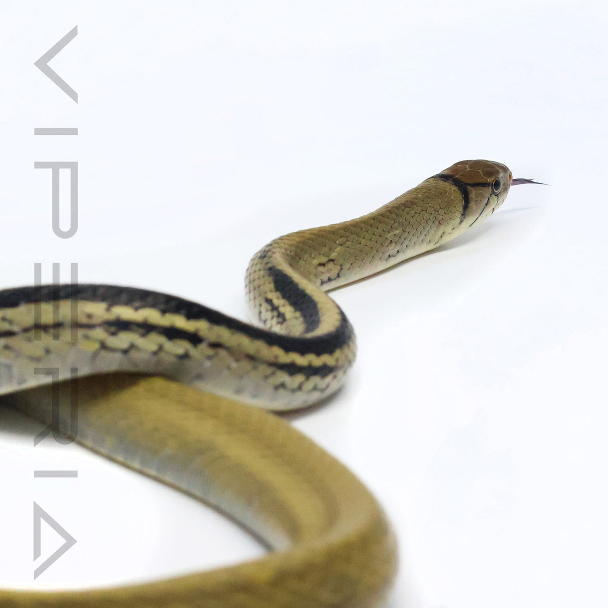 Radiated Rat Snake
