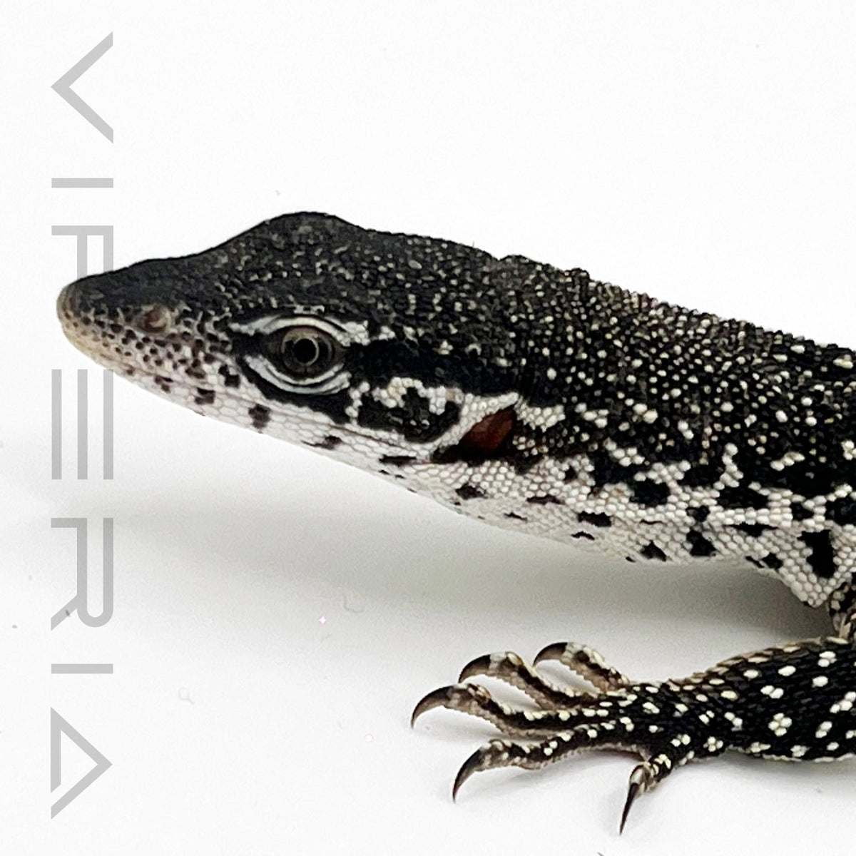Spotted Tree Monitor