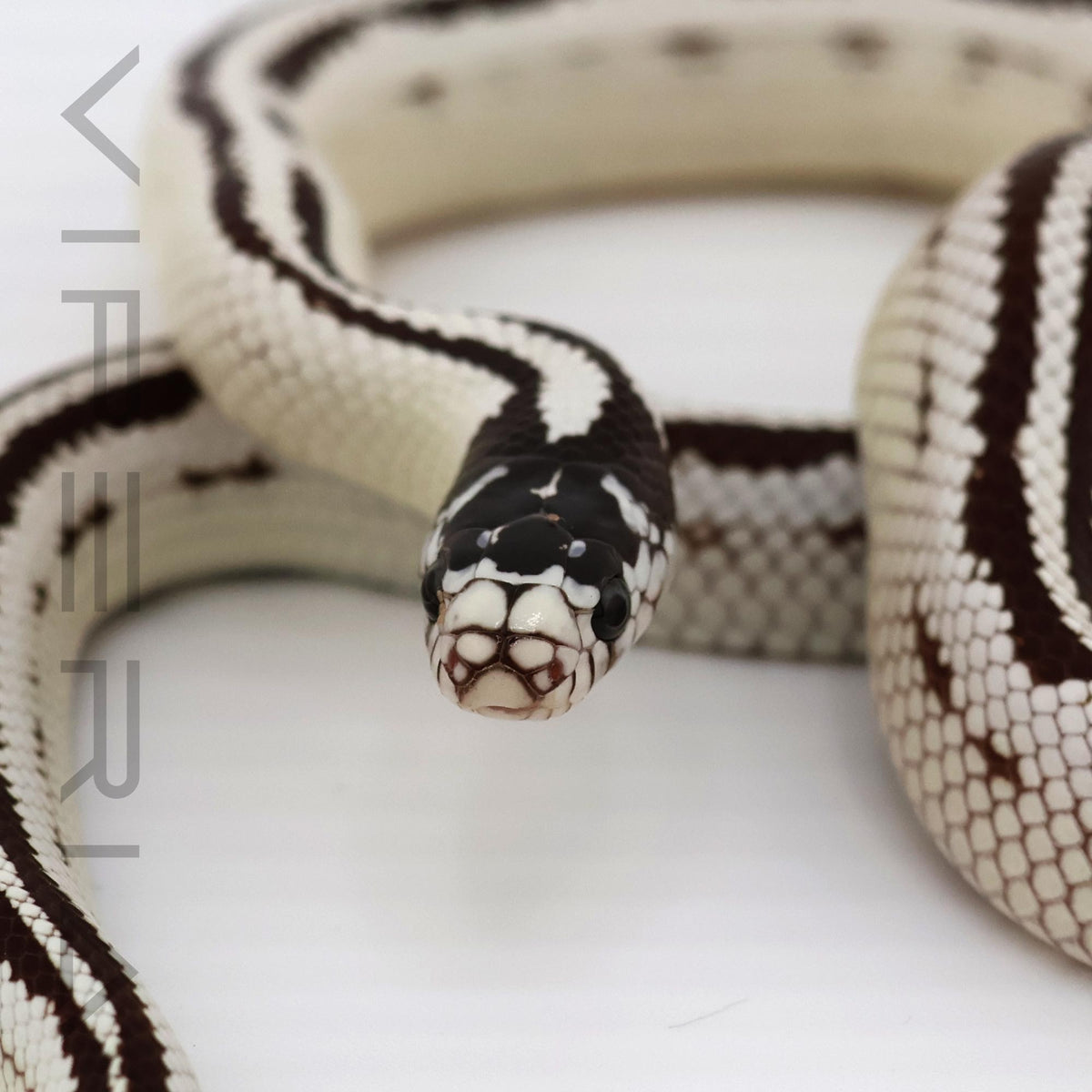 Striped Cali Kingsnake