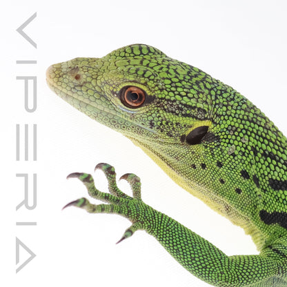 Emerald Tree Monitor