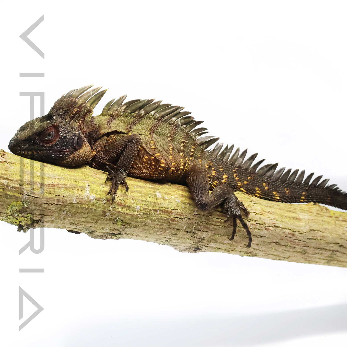 Crowned Forest Dragon