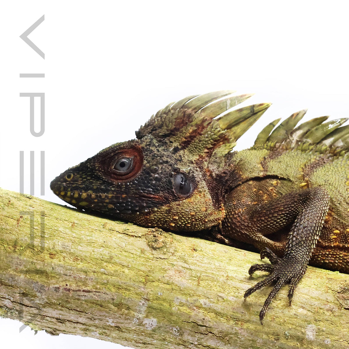 Crowned Forest Dragon