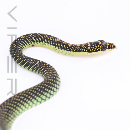 Paradise Flying Snake
