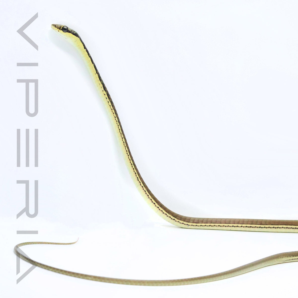 Common Bronzeback