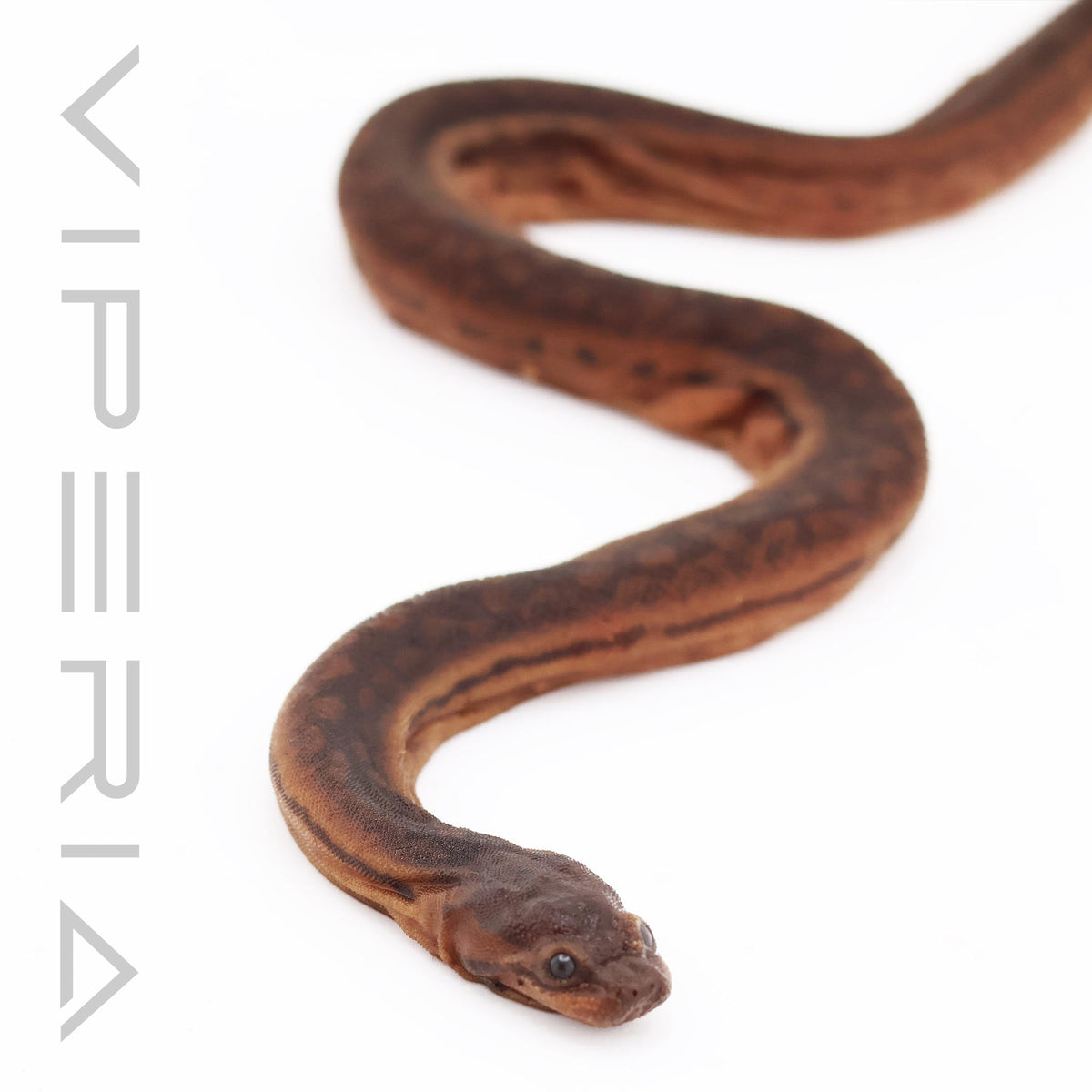 Elephant Trunk Snake