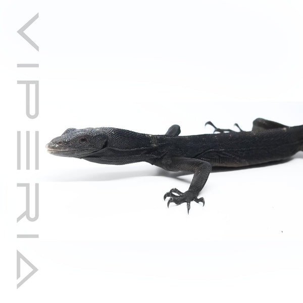 Black Tree Monitor