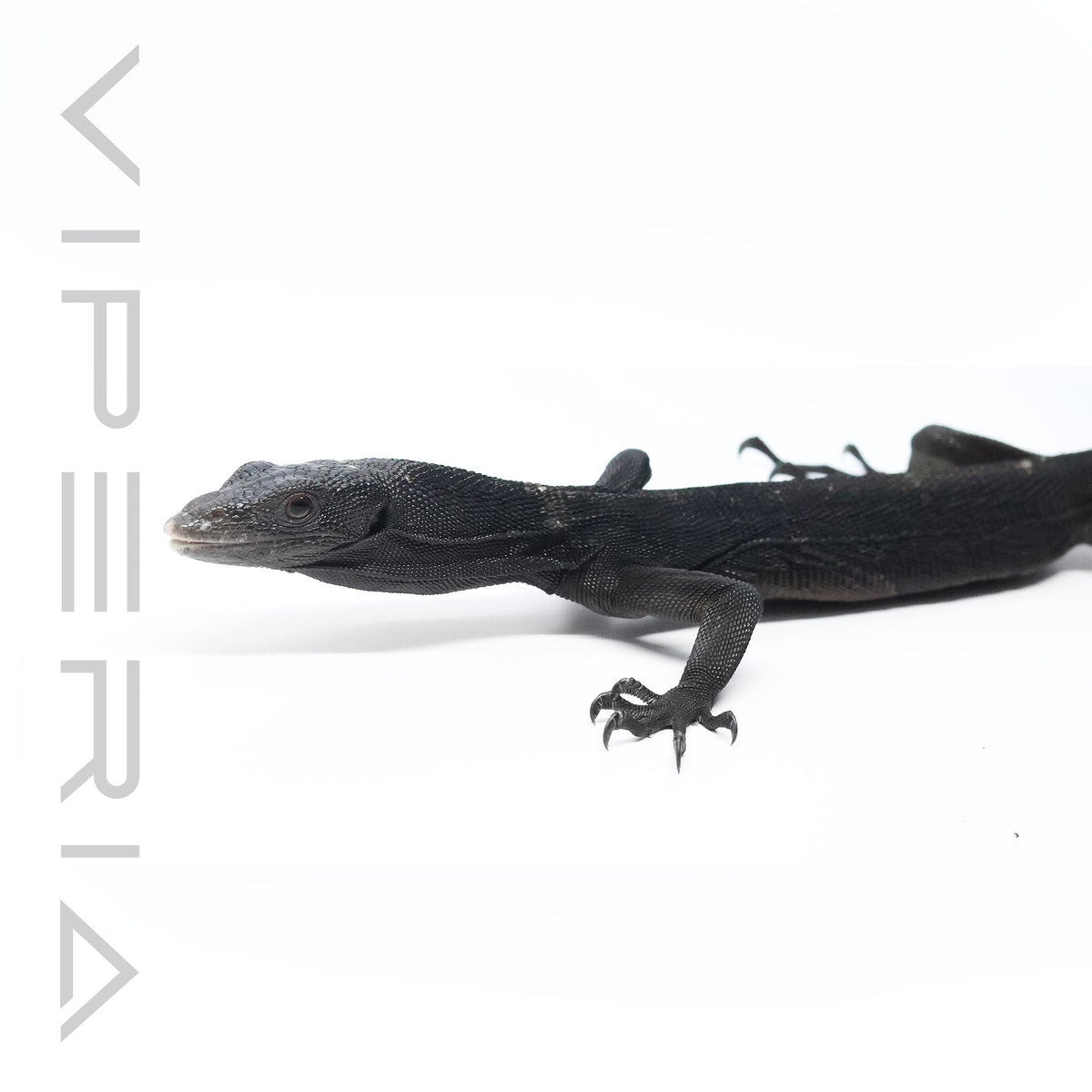 Black Tree Monitor