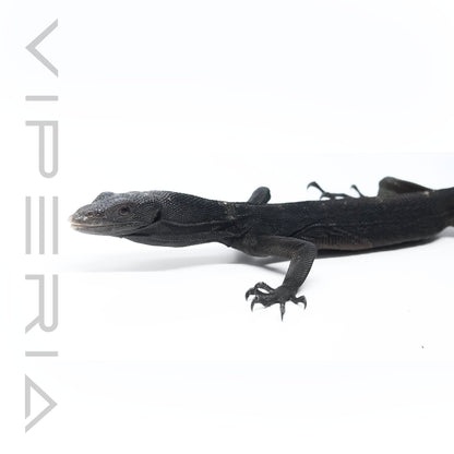 Black Tree Monitor