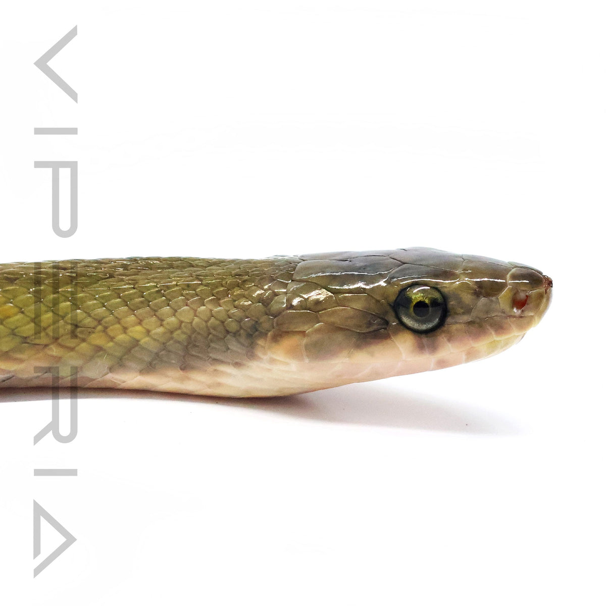 Black Copper Rat Snake