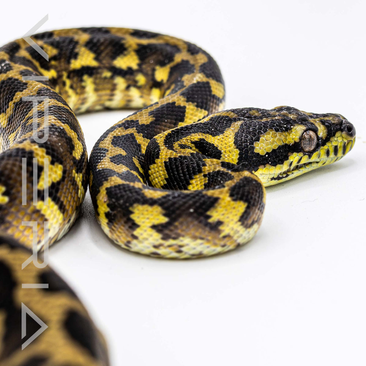 Papuan Carpet Python