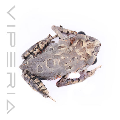Hasselt's Toad