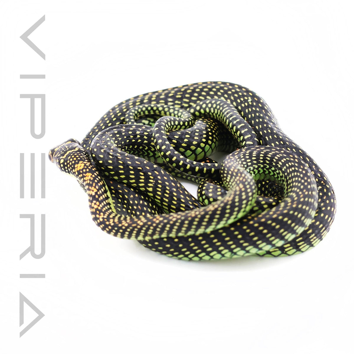 Paradise Flying Snake