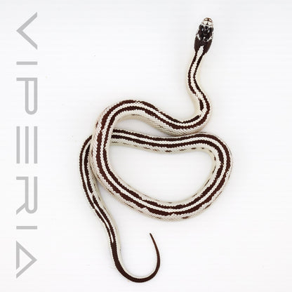 Striped Cali Kingsnake