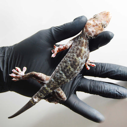 Calico 006 Tokay Gecko