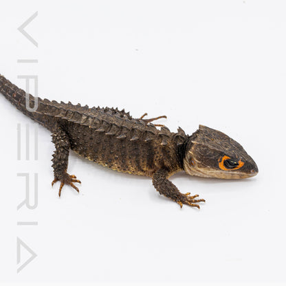 Red Eyed Crocodile Skink