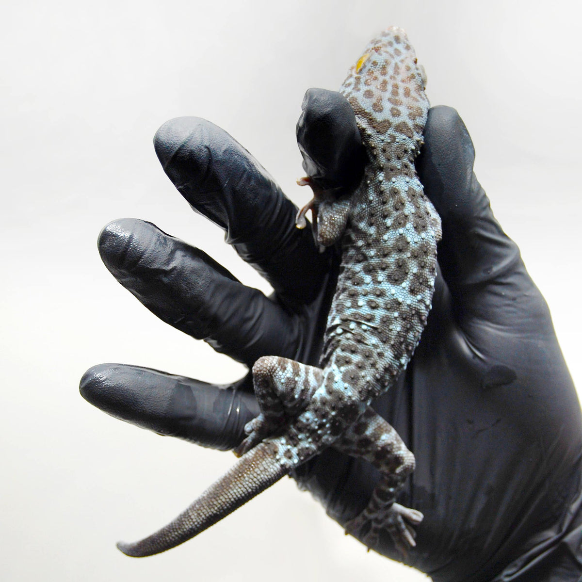 Blue Granite 123 Tokay Gecko