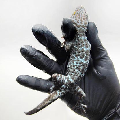 Blue Granite 123 Tokay Gecko