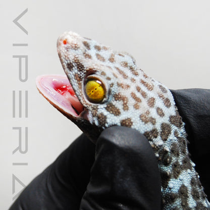 Blue Granite 123 Tokay Gecko