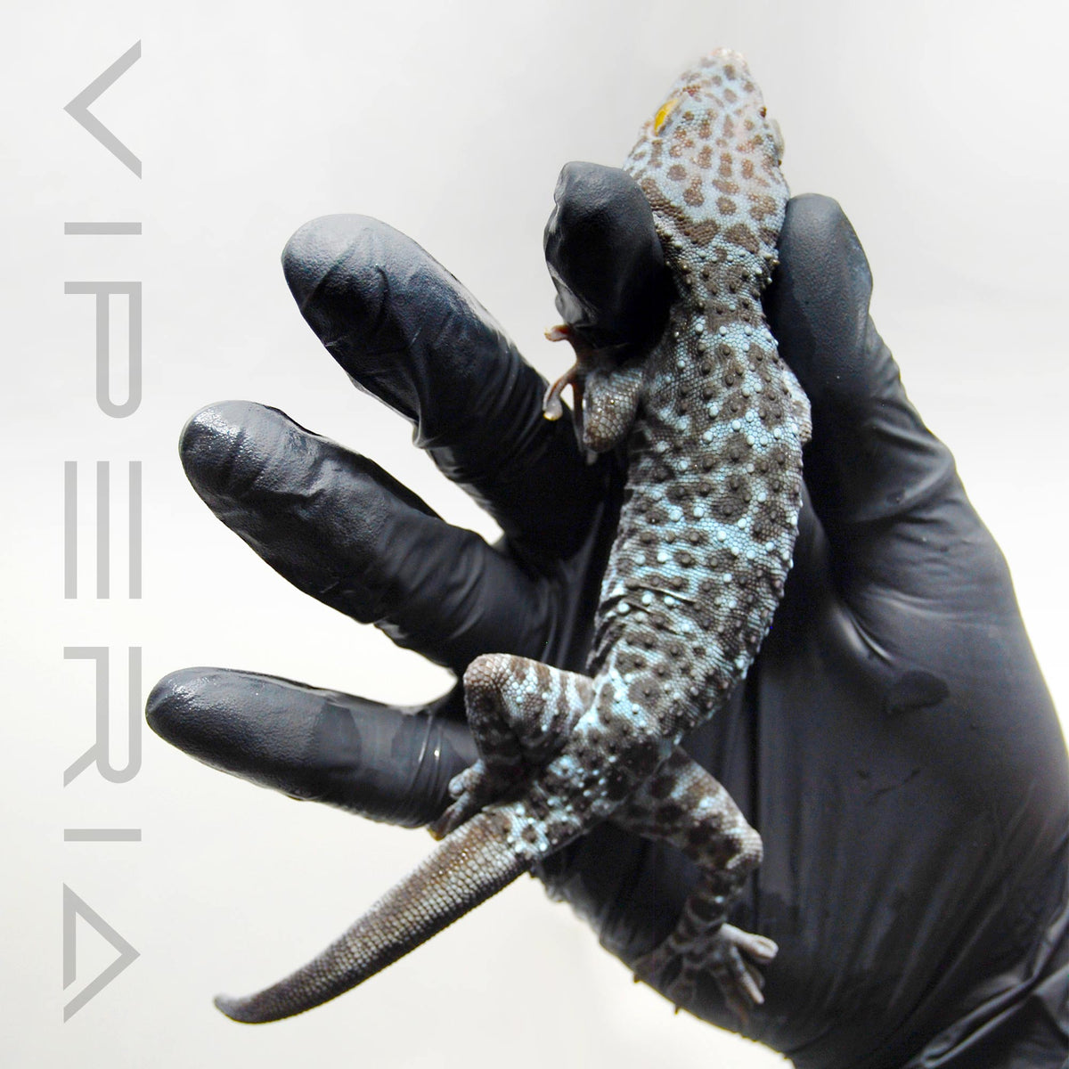 Blue Granite 123 Tokay Gecko