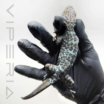 Blue Granite 123 Tokay Gecko