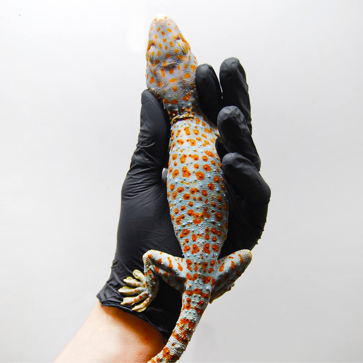 Bold 157 Tokay Gecko