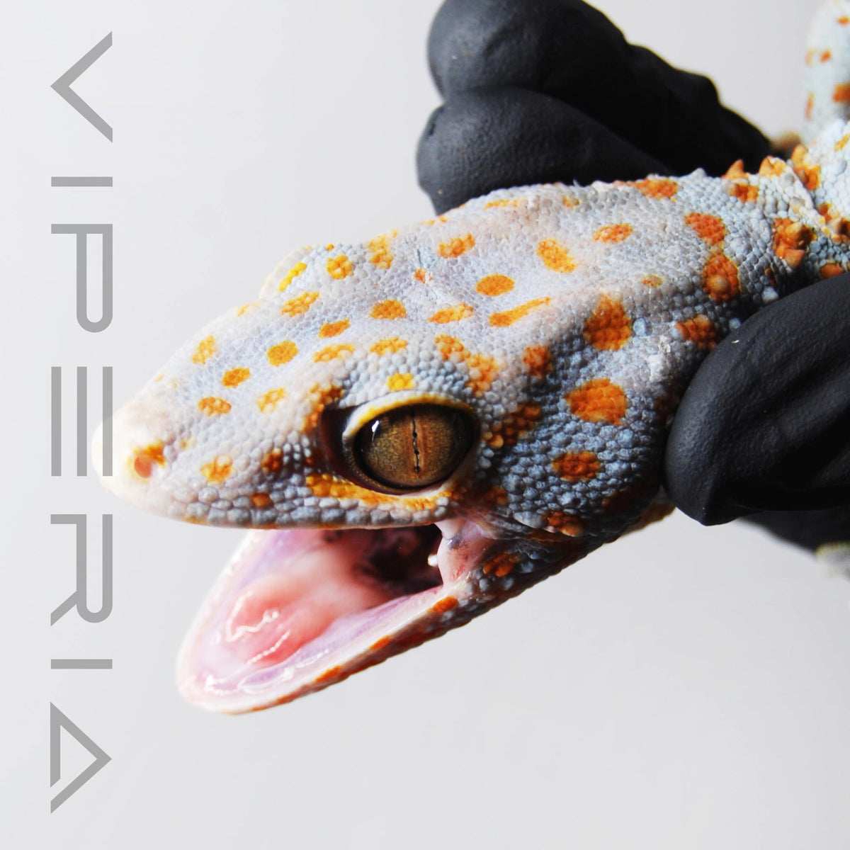 Bold 157 Tokay Gecko