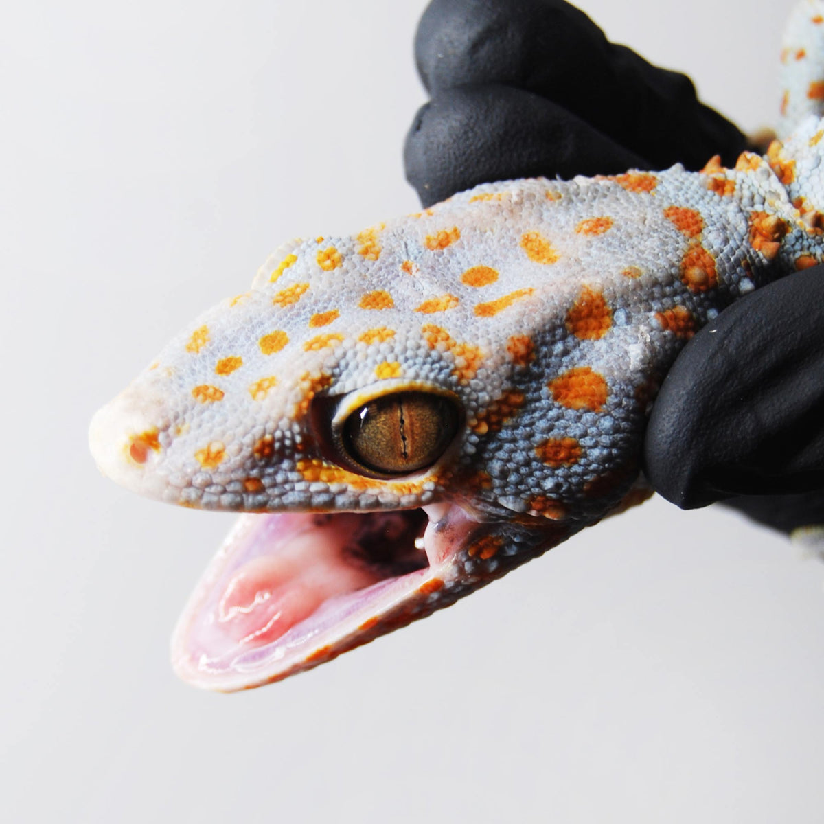 Bold 157 Tokay Gecko