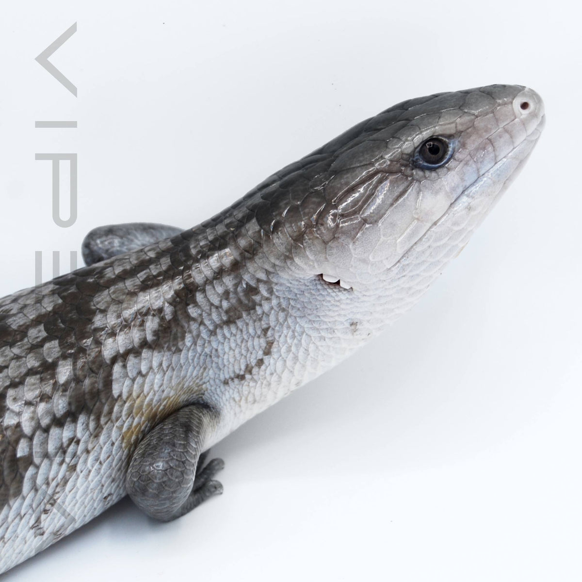 Tanimbar Blue Tongue Skink