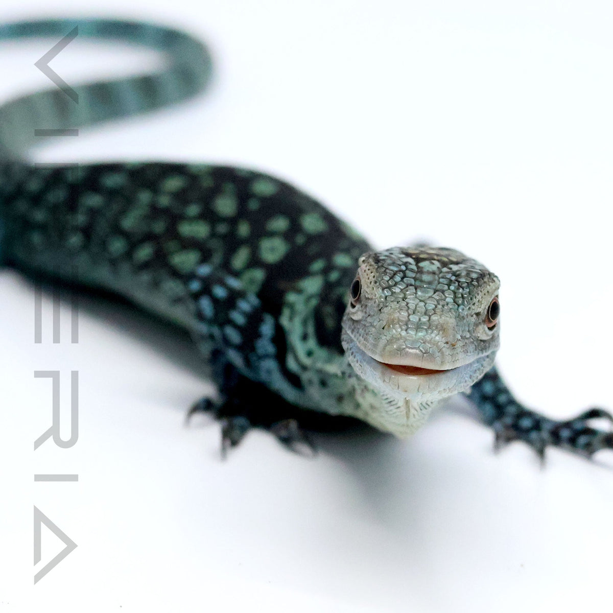Blue Tree Monitor