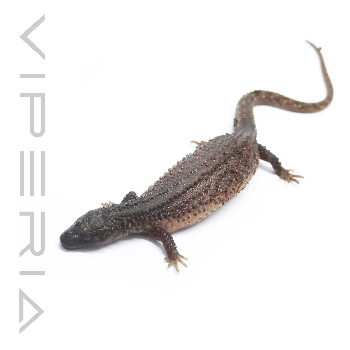 Borneo Earless Monitor